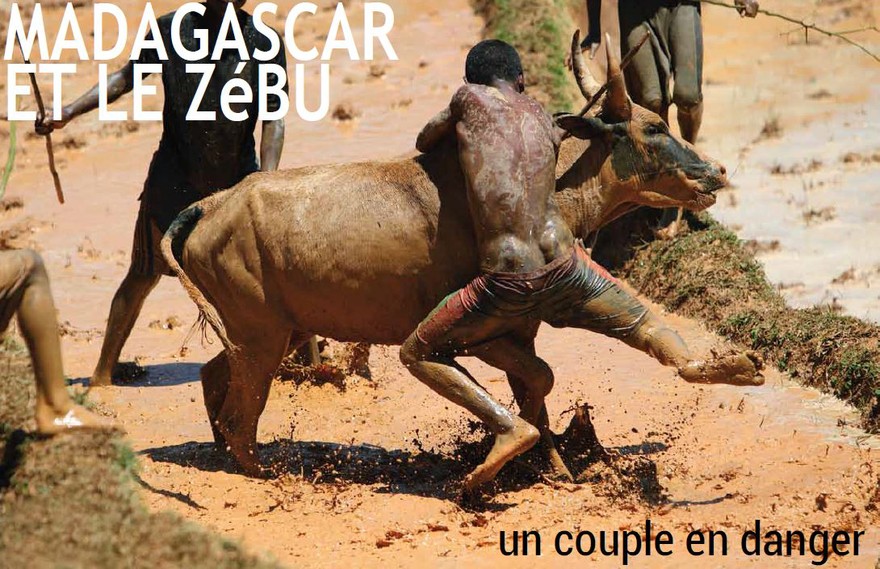 Publication - Madagascar et le zébu